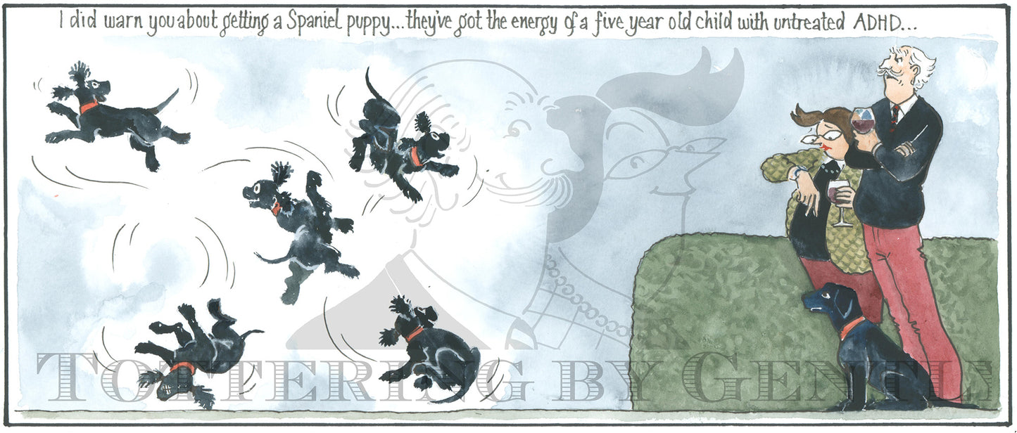 CL 1596 Spaniels like 5 yr olds with ADHD